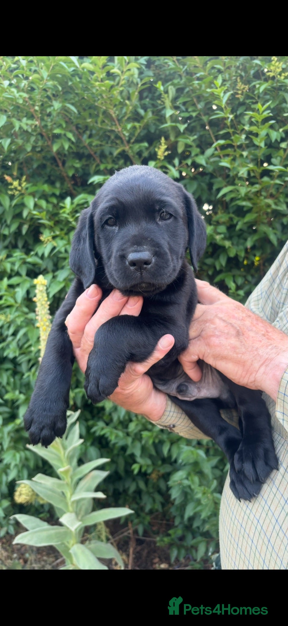 Labrador Retriever dogs Beautiful Black Labrador Puppies  - Advert 1