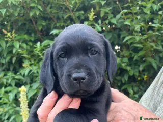 Labrador Retriever dogs Beautiful Black Labrador Puppies - Advert 1