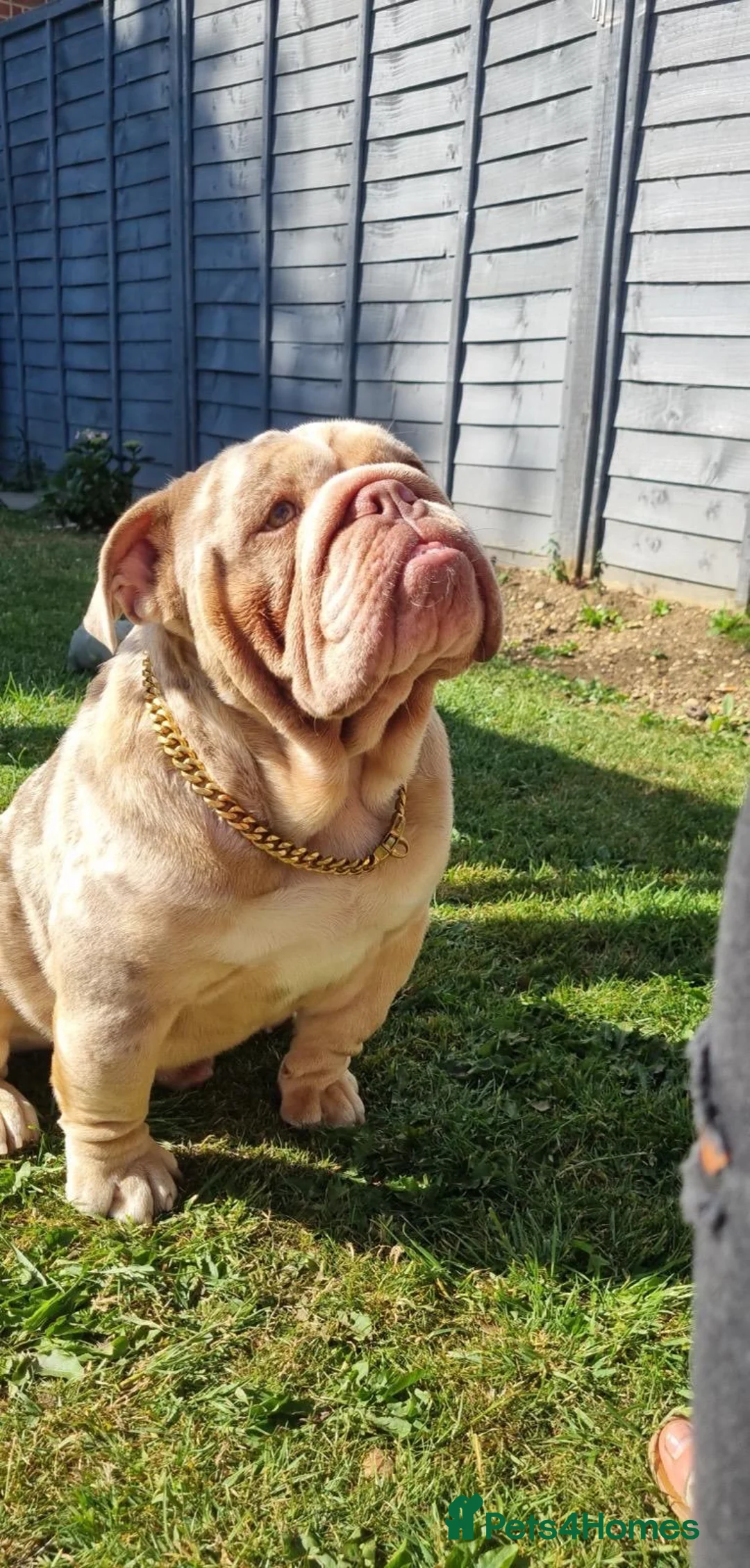 English Bulldog dogs for stud: Lilac merle English bulldog available now for stud in Bedford - Advert 9