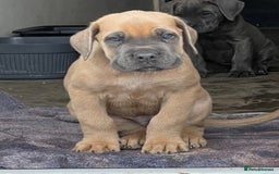 Cane Corso dogs for sale: Cane Corso puppies 9 week old 🫶❤️🫶 - Image 7