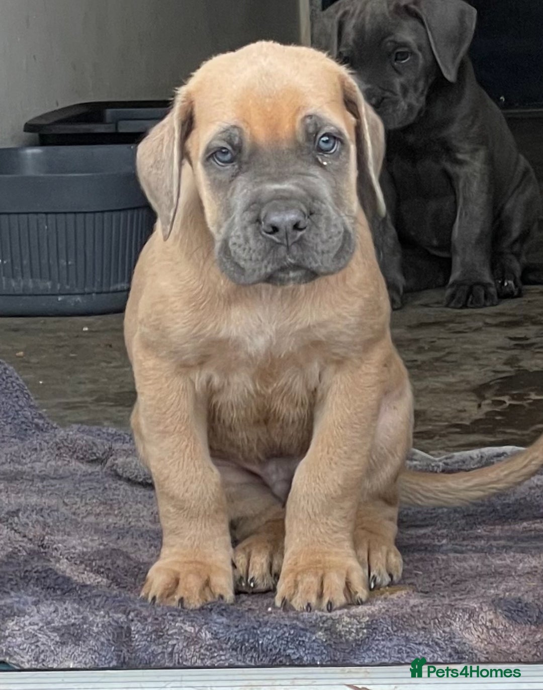 Cane Corso dogs for sale: Cane Corso puppies 9 week old 🫶❤️🫶 - Image 7