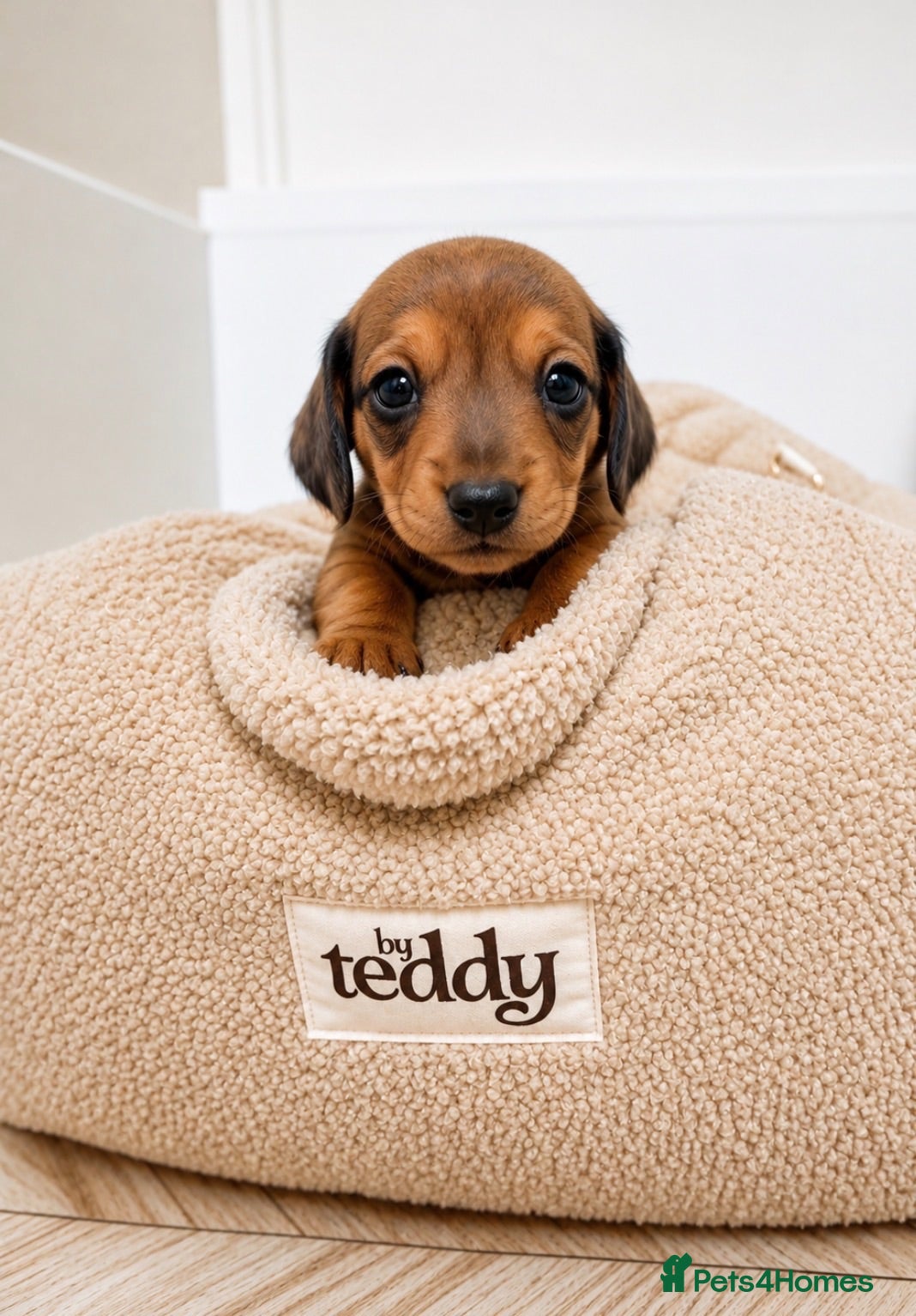 Miniature Dachshund dogs  🐾 READY NOW full panel health clear kc  - Advert 2