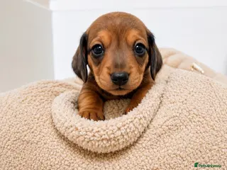 Miniature Dachshund dogs 🐾 READY NOW full panel health clear kc - Advert 2