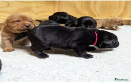 Labrador Retriever dogs for sale: Gentle KC REG Labrador Puppies - Image 3