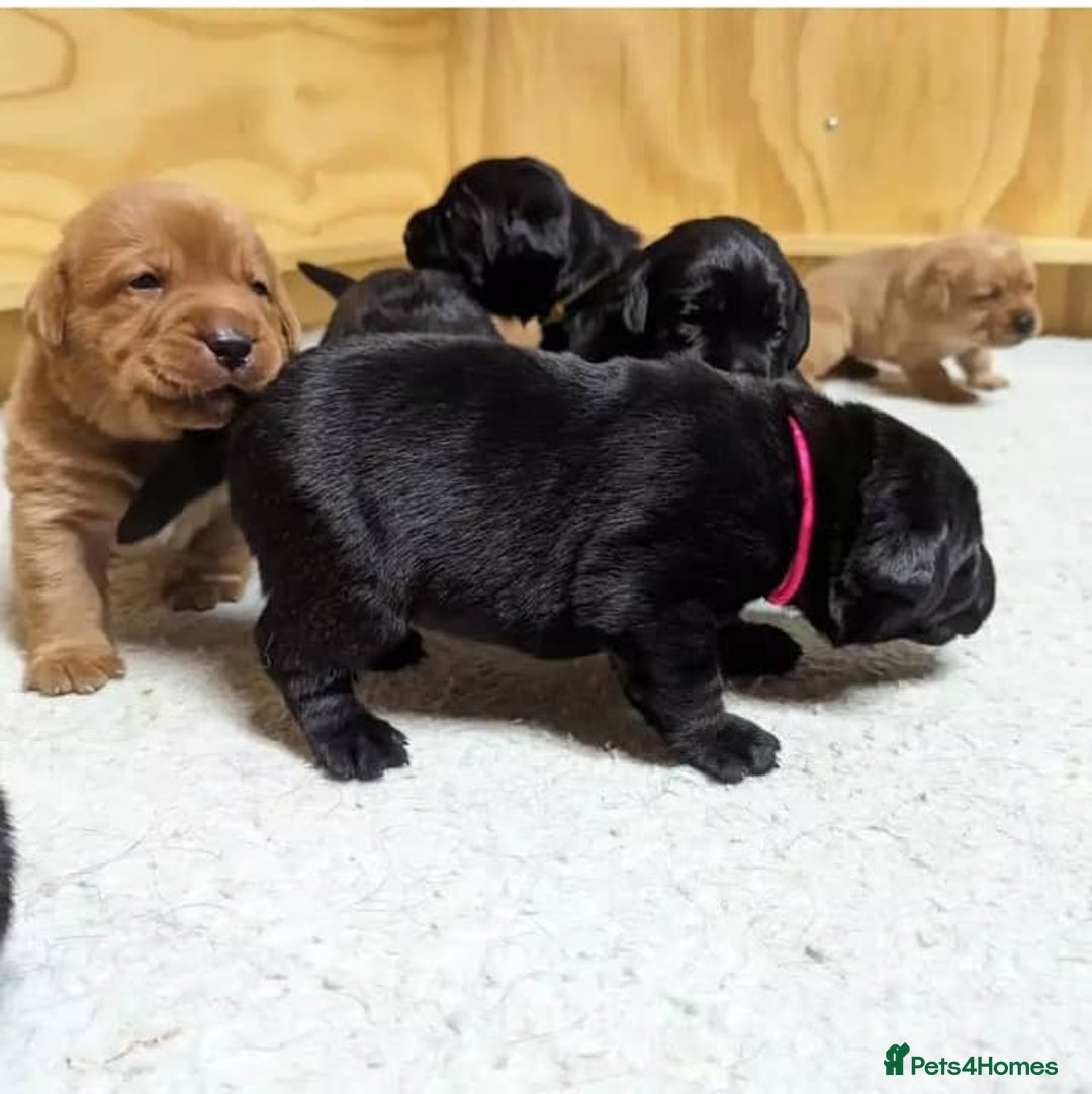 Labrador Retriever dogs for sale: Gentle KC REG Labrador Puppies - Image 3