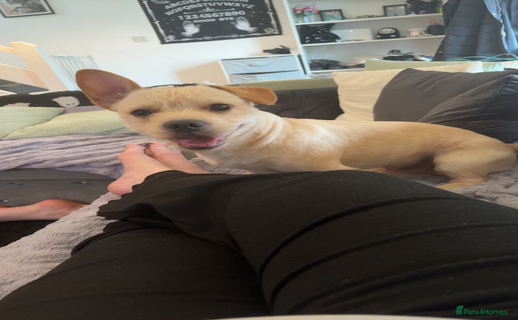 Mixed Breed dogs - Advert 2