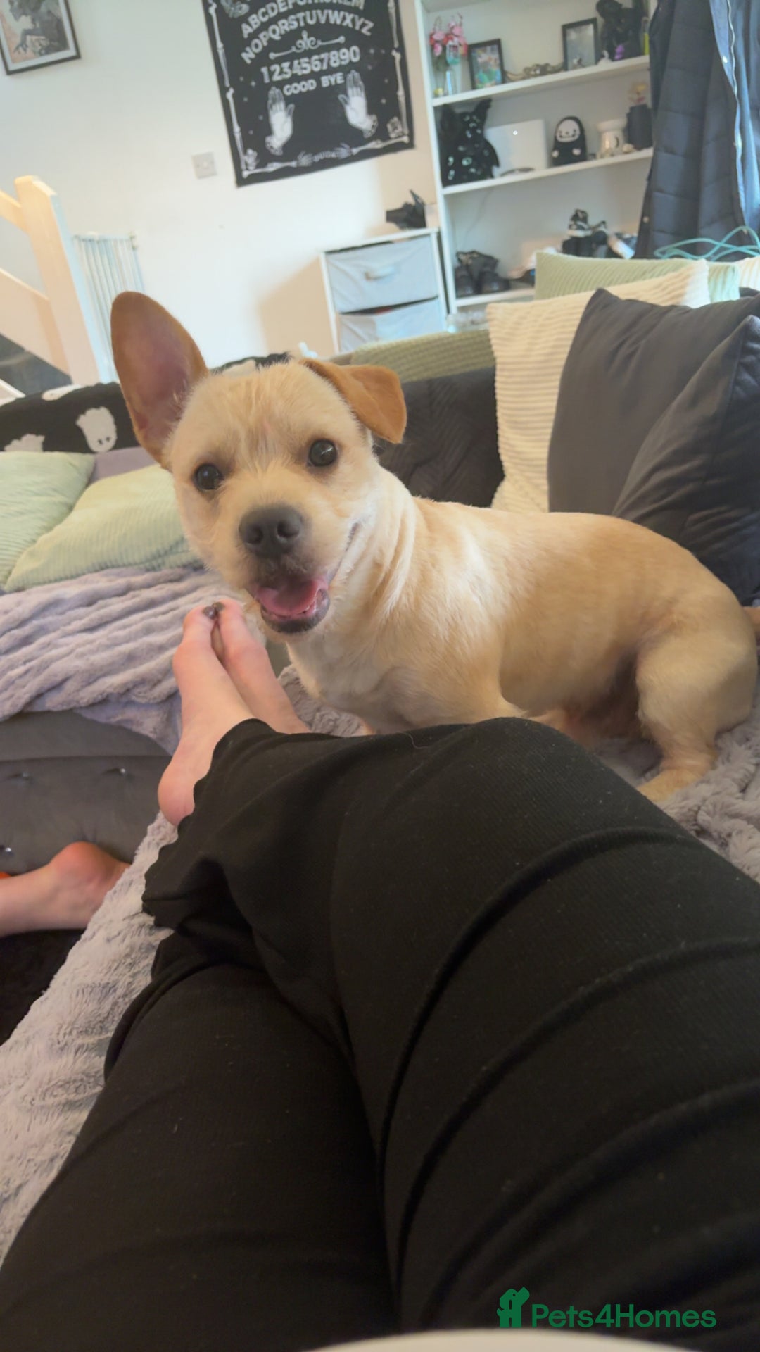 Mixed Breed dogs for sale: Reluctant re home/sale! - Image 1