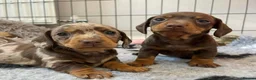 Miniature Dachshund dogs for sale: Big and Bulky Miniature Dachshund puppies. in Lancaster - Advert 7