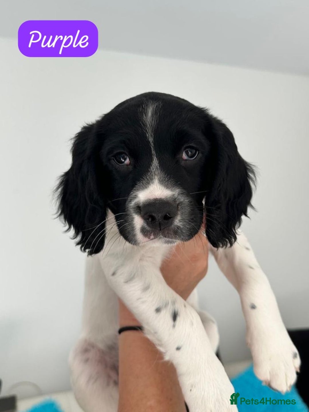 English Springer Spaniel dogs for sale: English Springer Spaniels - Advert 6