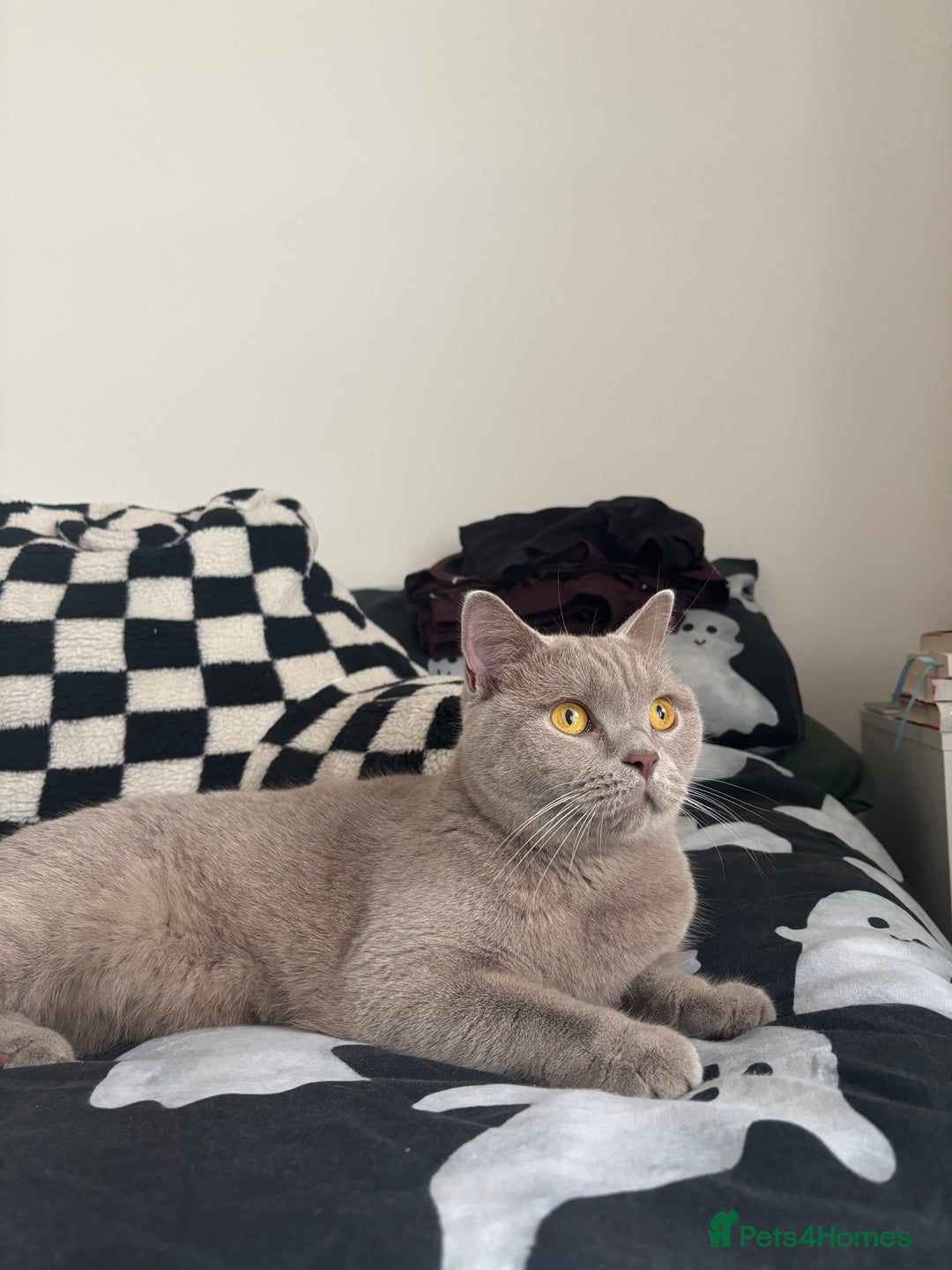 British Shorthair cats for sale: British Shorthair Cats to Rehome - Advert 5
