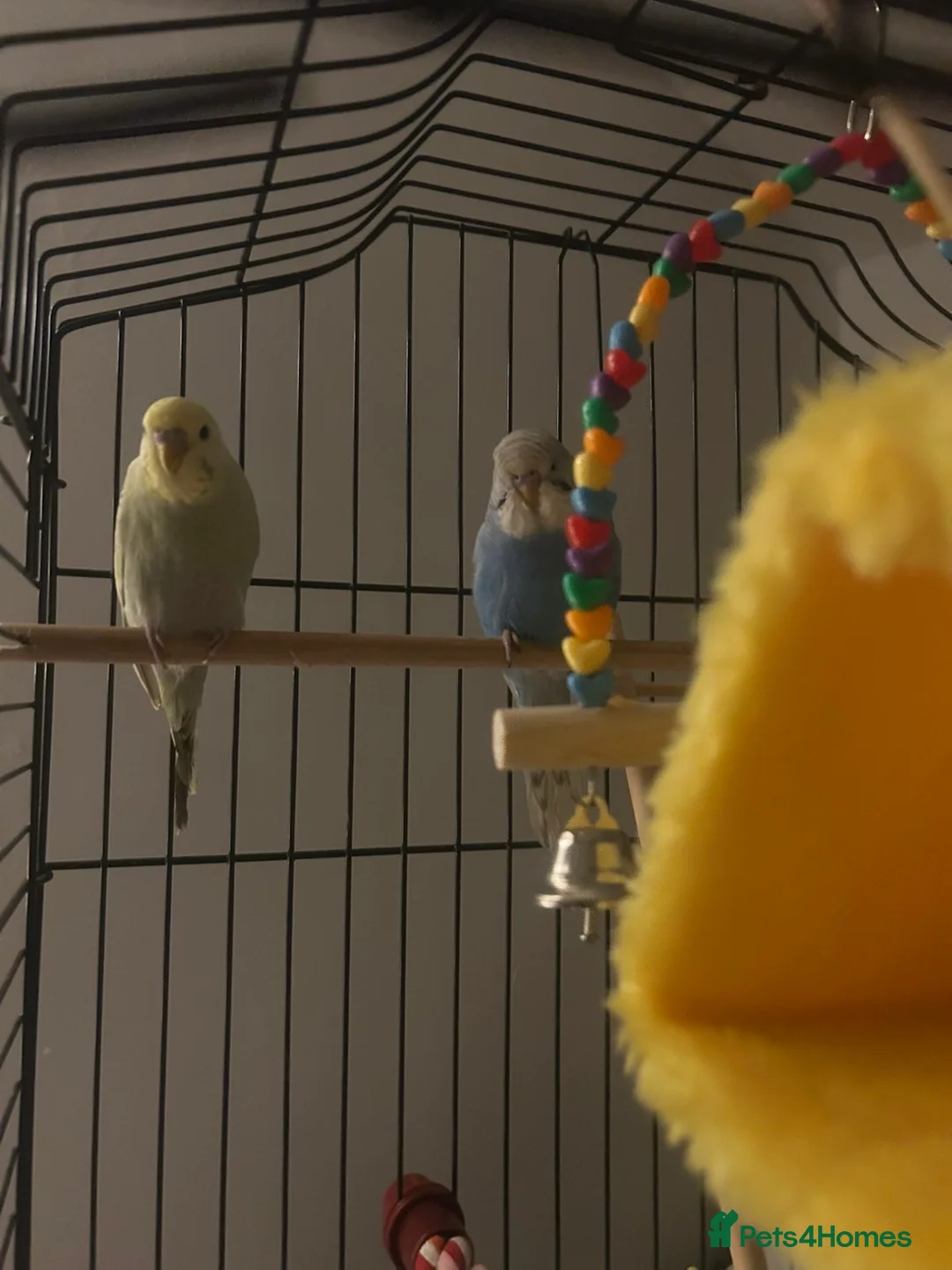 Budgerigars birds for sale: 4 budgies with cage  in Stone - Advert 9