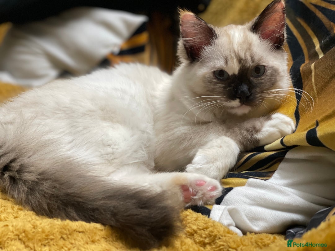 Ragdoll cats for sale: VERY RARE CREAM FLARE BICOLOUR RAGDOLL KITTEN - Advert 36