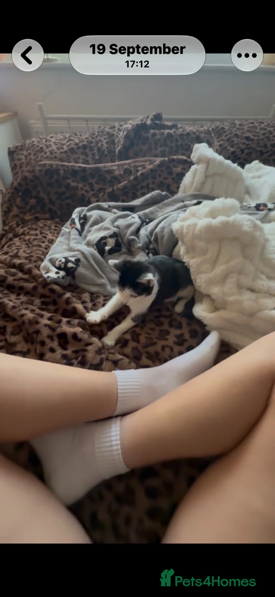 Mixed Breed cats for sale: 6 month old black and white kitten for rehome in Brighton - Advert 2