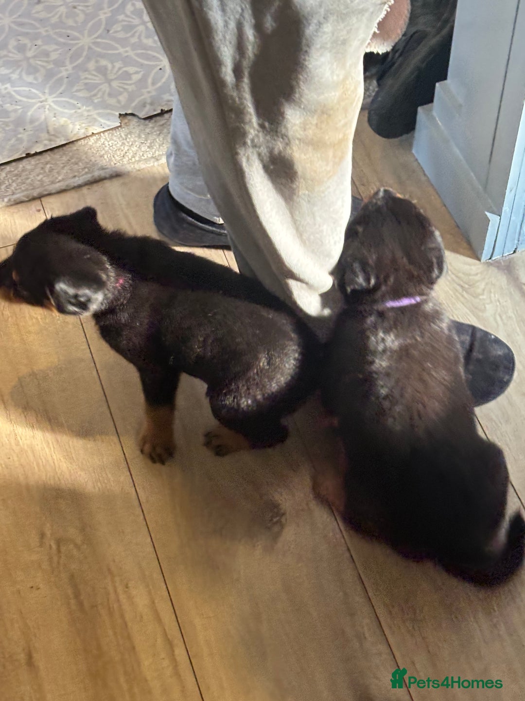 Mixed Breed dogs for sale: Rottweiler x puppys - Image 6