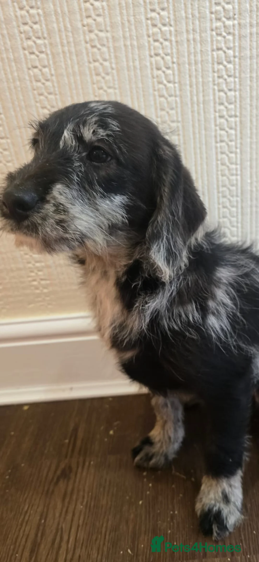 Goldendoodle dogs for sale: Goldendoodle puppys in Chichester - Advert 4