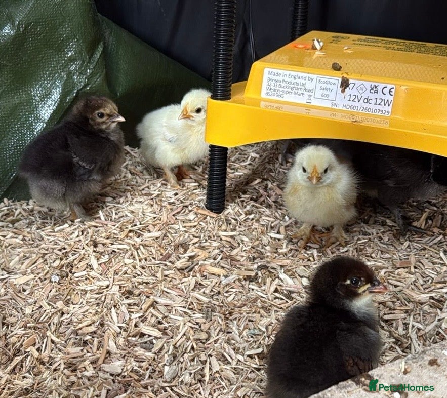 Chickens poultry Pekin Batams and copper Maran hybrid chicks  - Advert 1