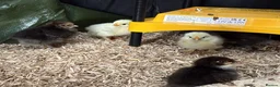 Chickens poultry for sale: Pekin Batams and copper Maran hybrid chicks  in Bridgwater - Advert 1