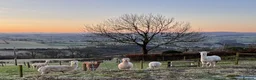 Alpaca livestock for sale: 6 Mixed aged Female Alpacas  in Darvel - Advert 1