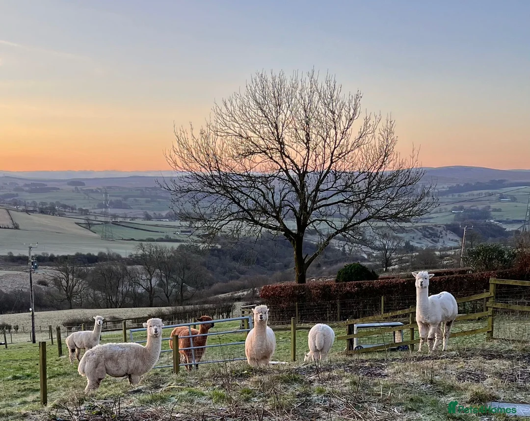 Alpaca livestock for sale: 6 Mixed aged Female Alpacas  in Darvel - Advert 1