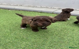 Miniature Schnauzer dogs for sale: Amazing Litter of chocolate schnauzers - Image 11