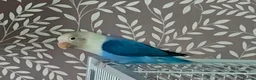 Lovebirds birds for sale: Male love bird  - Advert 4