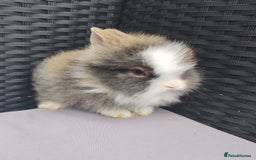 Lionhead rabbits for sale: 1 blue eyed white male left - Image 5