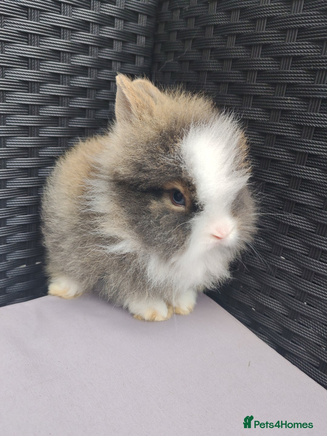 Lionhead rabbits for sale: 1 blue eyed white male left - Image 5