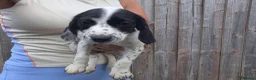 Mixed Breed dogs for sale: Jack Russell cross cocker spainel - Advert 5