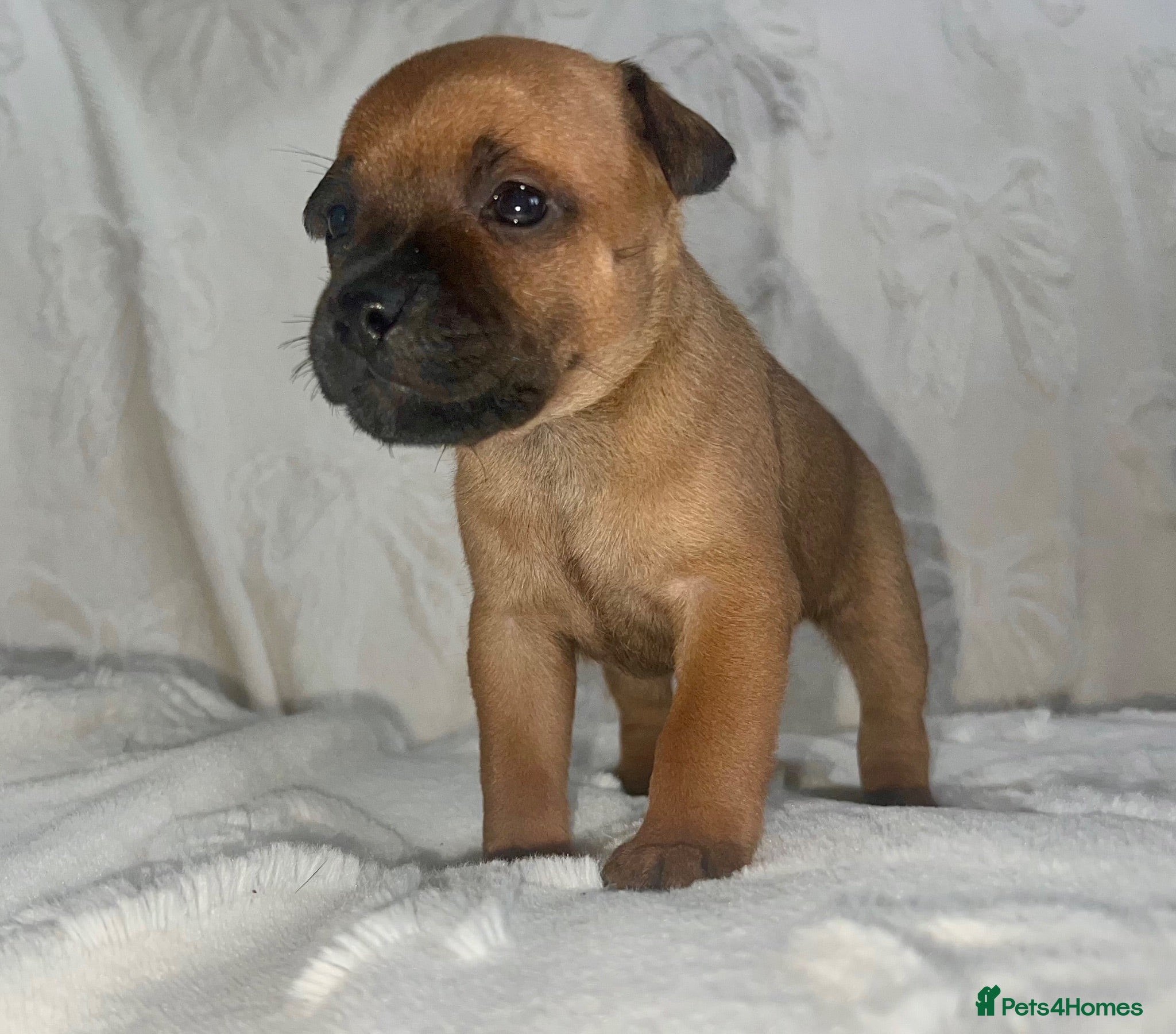 Staffordshire Bull Terrier dogs Red and brindle Stafford puppies available ❤️🐾 - Advert 11