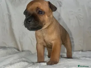 Staffordshire Bull Terrier dogs Red and brindle Stafford puppies available ❤️🐾 - Advert 1