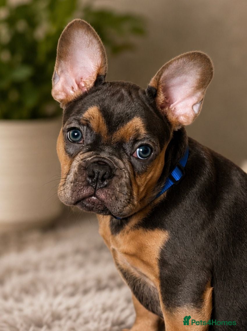 French Bulldog dogs 🐾 Last Boy! • Fully Vaccinated • Ready 🐾 - Advert 1