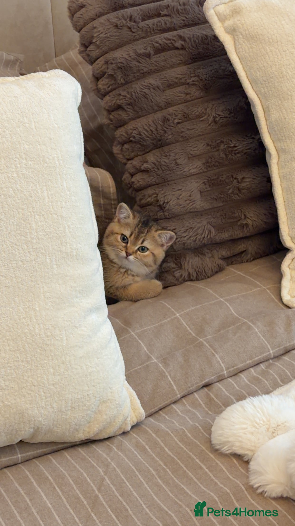 British Shorthair cats Adorable Golden British Shorthair Kitten - Advert 1