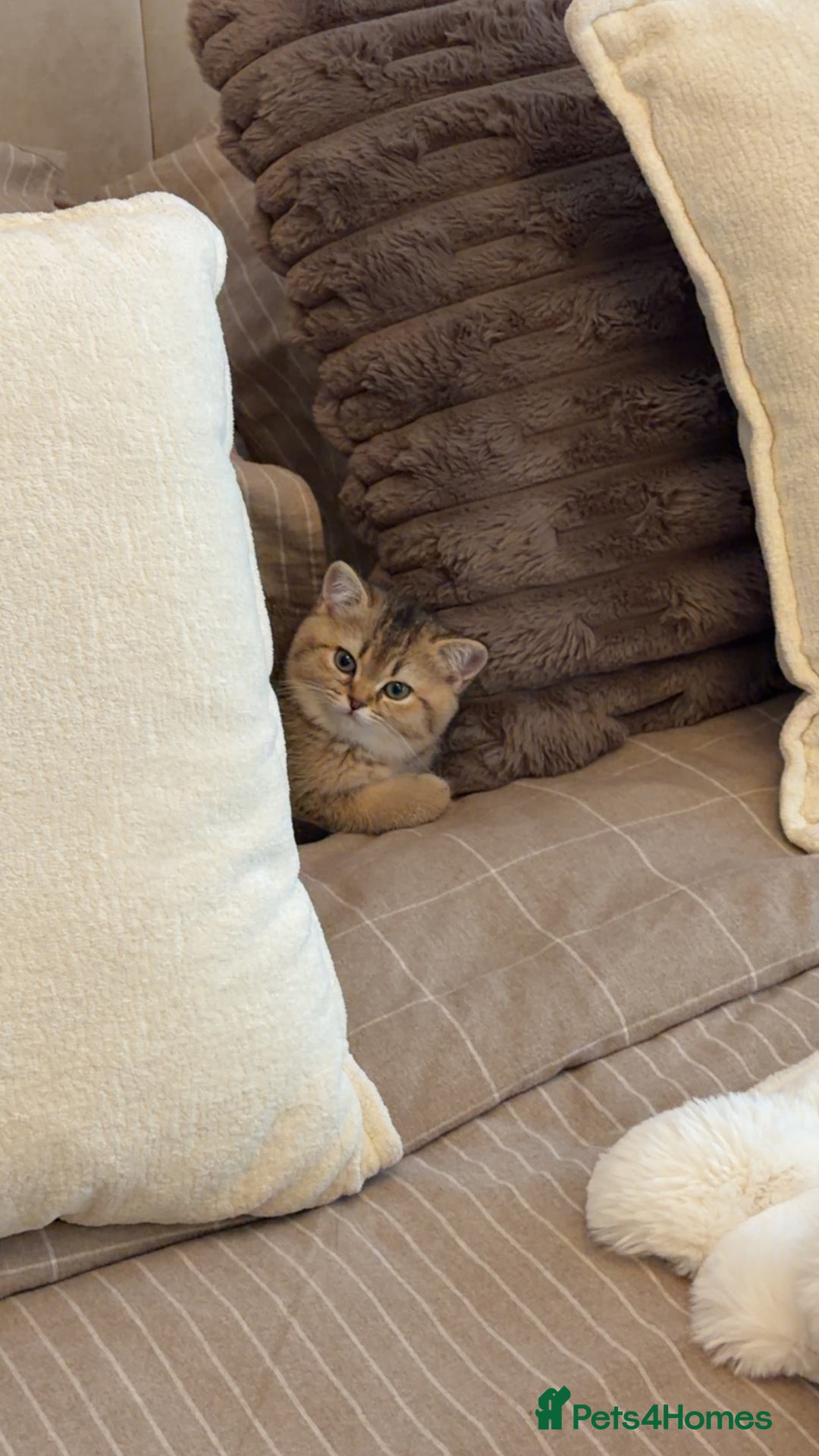 British Shorthair cats for sale: Adorable Golden British Shorthair Kitten - Advert 1