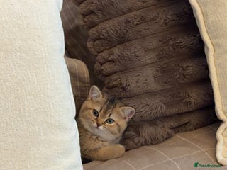 British Shorthair cats Adorable Golden British Shorthair Kitten - Advert 1