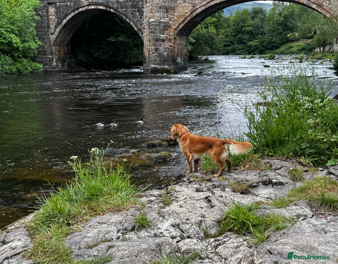 Cocker Spaniel dogs for stud: KC Working Cocker Spaniel - Advert 8
