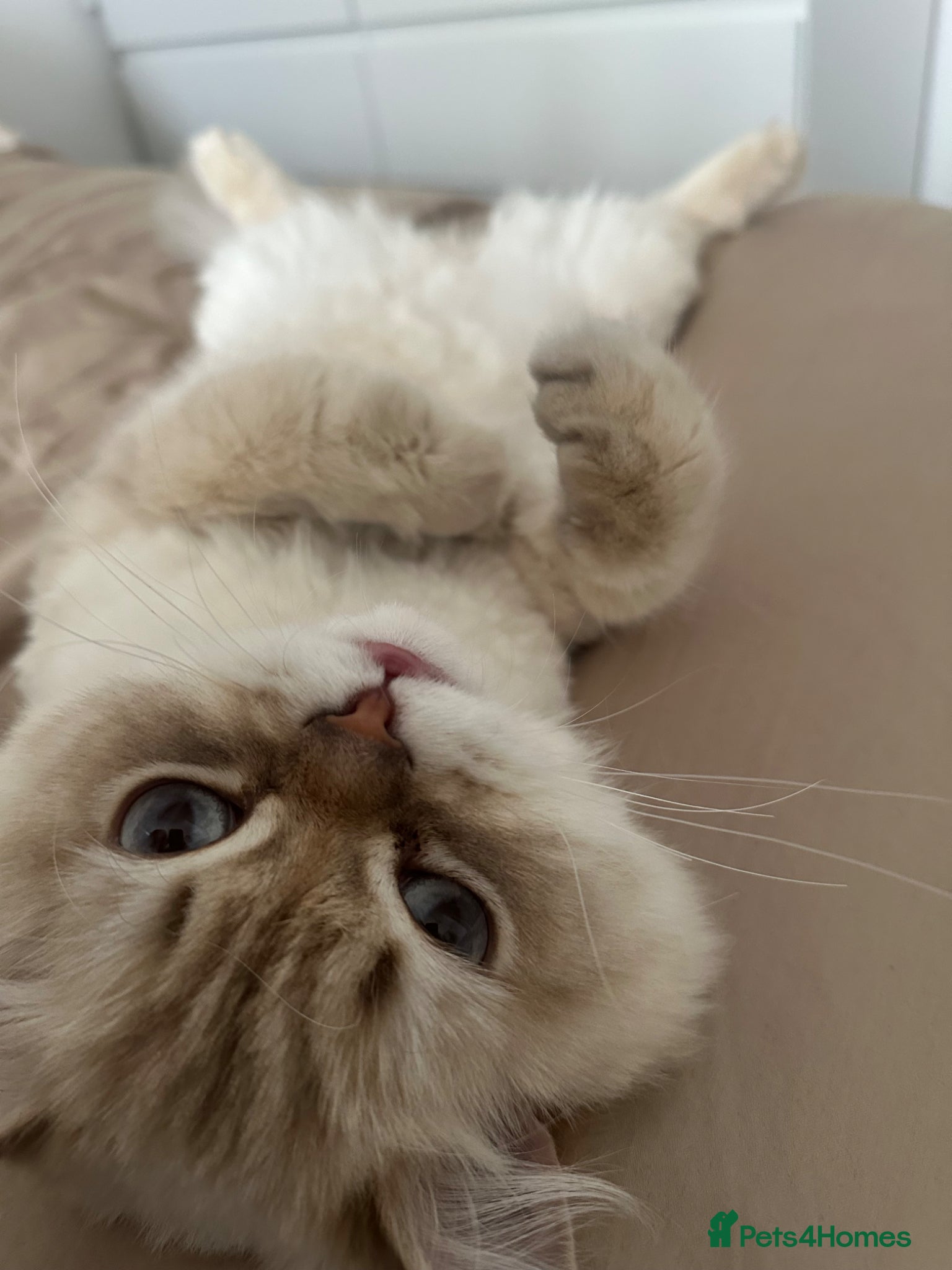 British Longhair cats for sale: British Long Hair - Advert 1