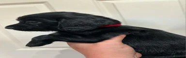 Cocker Spaniel 1