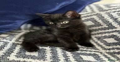 Domestic Shorthair cats - Advert 6