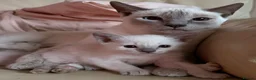 Siamese cats for sale: Lilac point female kitten - Advert 2