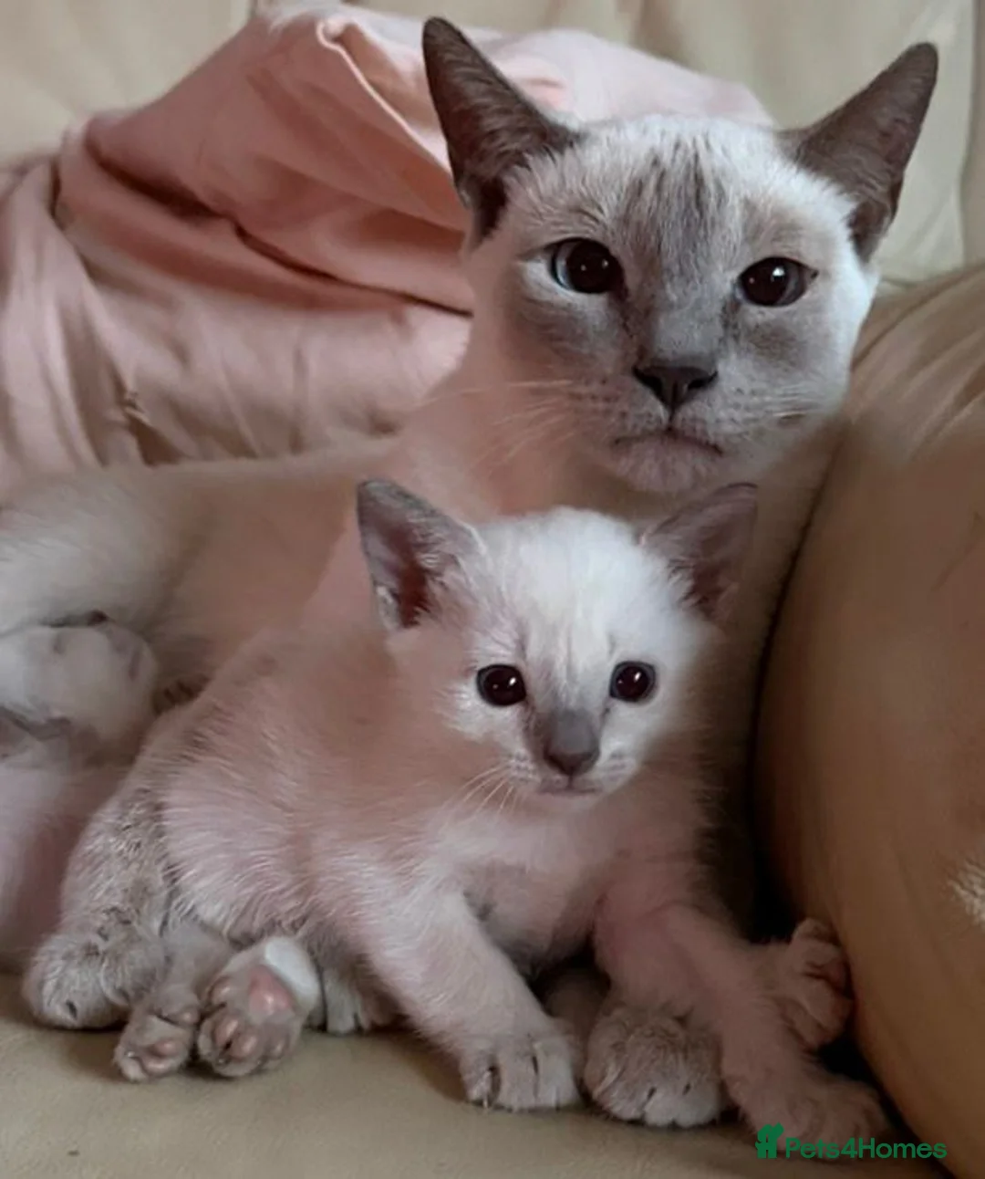Siamese cats for sale: Lilac point female kitten - Advert 2