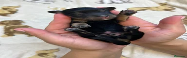 Miniature Dachshund 1