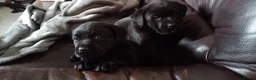 Labrador Retriever dogs for sale: KC Registered Stunning Labrador puppies  - Advert 10