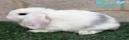 Mini Lop rabbits for sale: Pure breed mini lop bucks - Advert 3