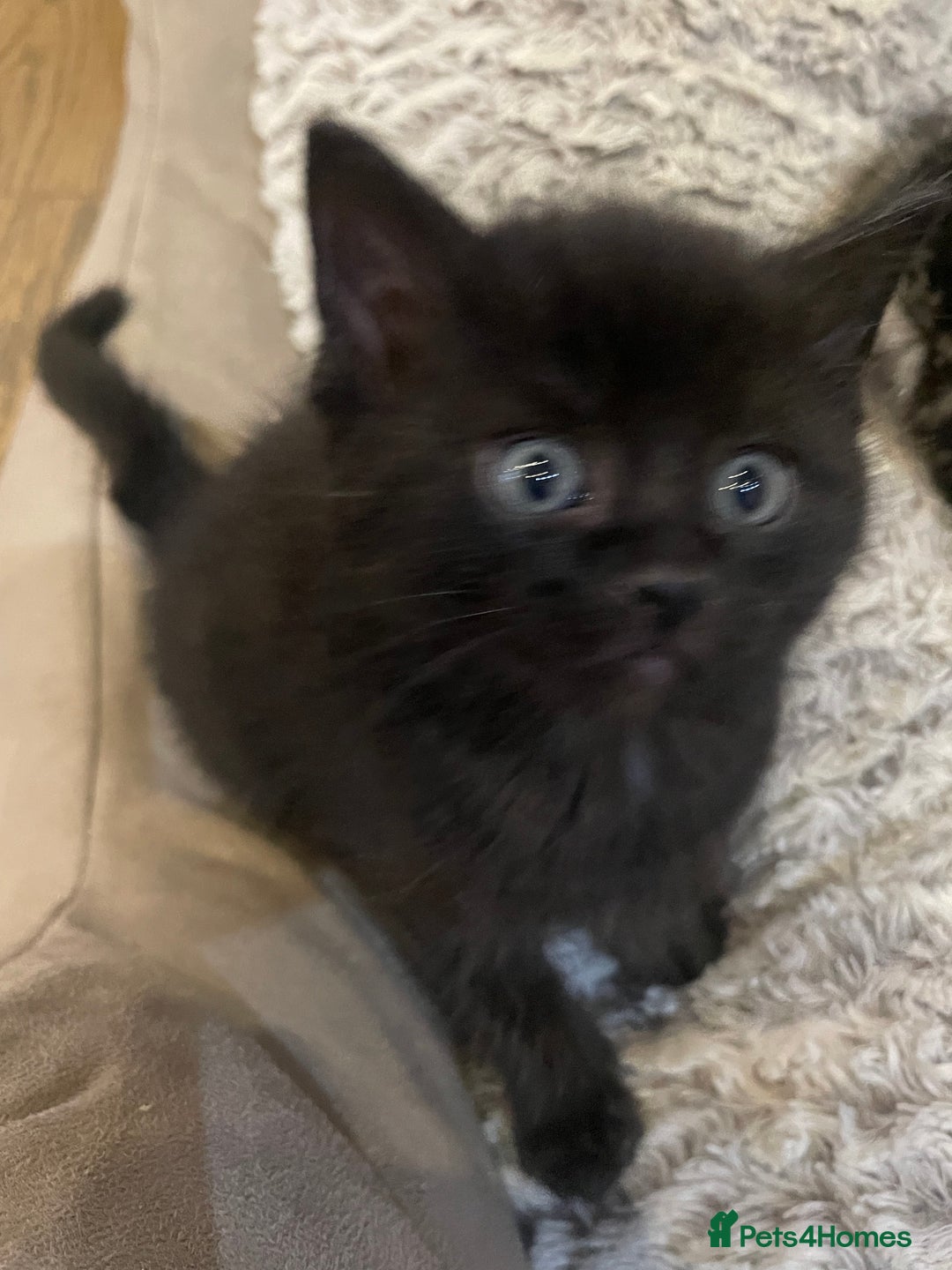 Mixed Breed cats for sale: Ragdoll cross kittens  - Advert 4