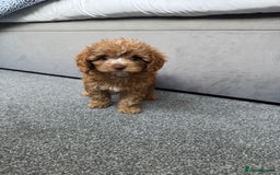 Cavapoo dogs for sale: Stunning F1 Cavapoos kc reg parents  - Image 20