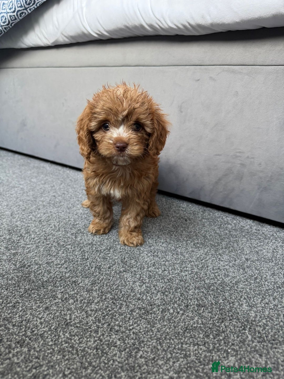 Cavapoo dogs for sale: Stunning F1 Cavapoos kc reg parents  - Image 20