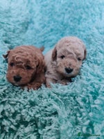 Cavapoo dogs - Advert 14