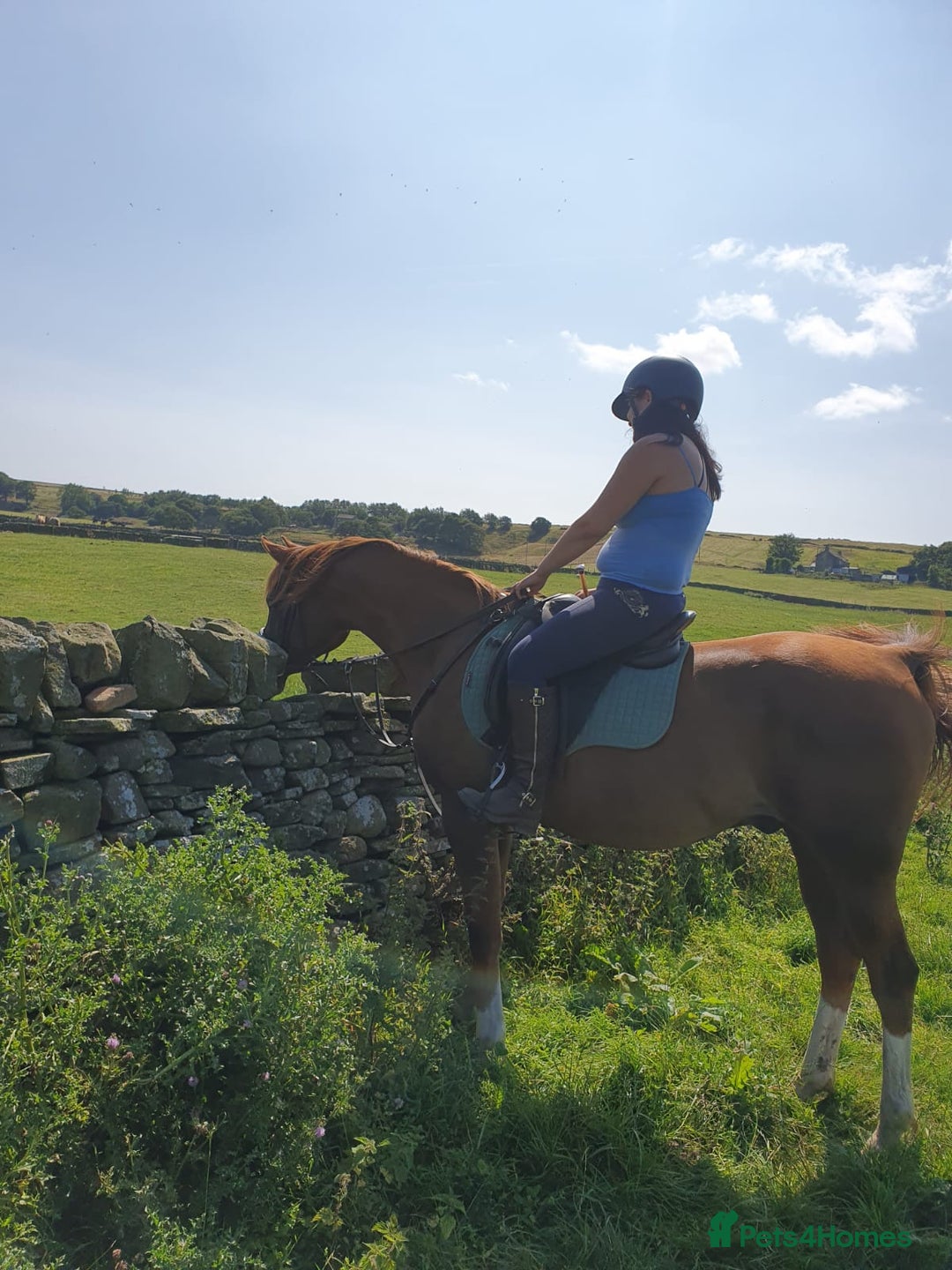 Arabian horse horses for sale: 15hh Arab Gelding For Sale - Image 5