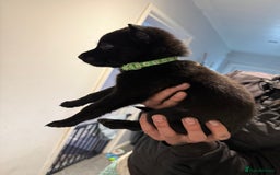 Belgian Shepherd Dog dogs for sale: Belgian malinois - Image 12