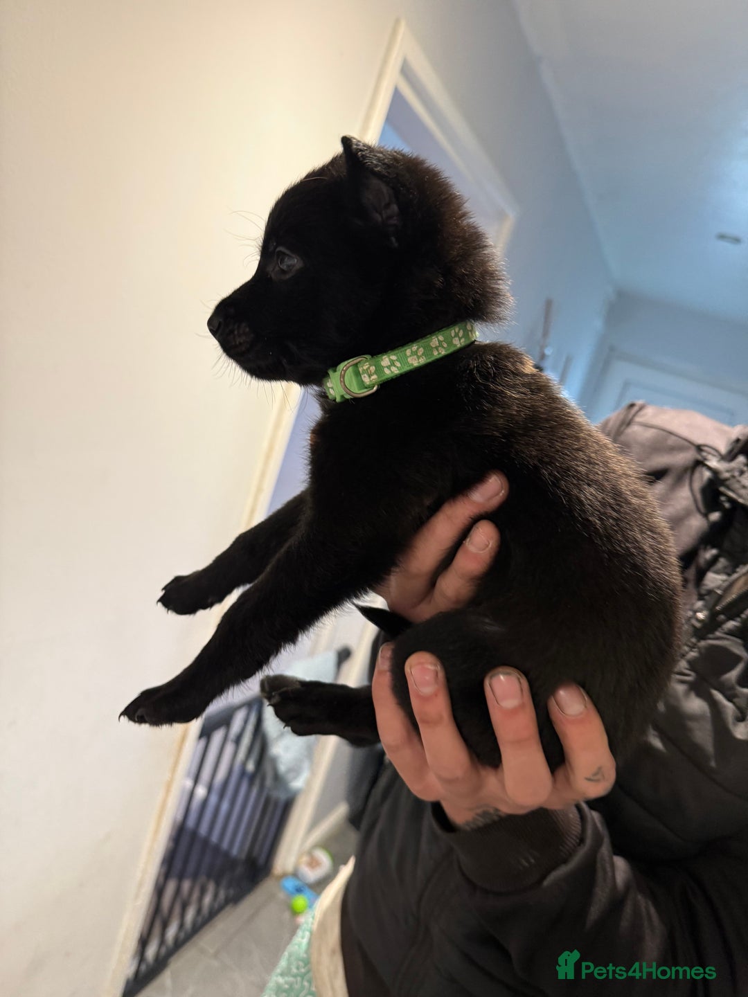 Belgian Shepherd Dog dogs for sale: Belgian malinois - Image 12